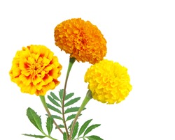 Floral arrangement of marigold flowers bunch isolated white