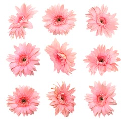Pink Gerber flowers