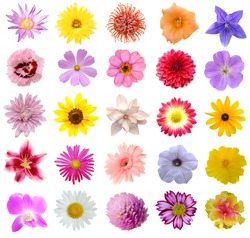Set of 25 seasonal blooms collection