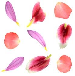 set of 9 assorted flower petals: rose, chrysanthemum and lily