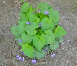 Herbaceous perennial plant - Viola odorata flowers