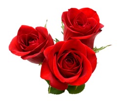 A red rose blooming gift
