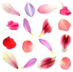 Assorted flower petals in seasonal