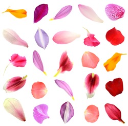Assorted flower petals in seasonal