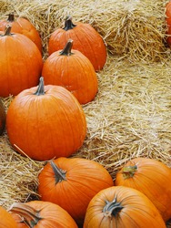 Pumpkins in Autumn season