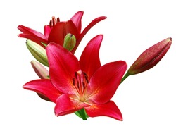 A red lily bouquet isolated white