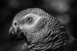 bird eye closeup - black and white