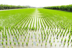 A large area of rice seedlings growing in the fields of Taiwan.