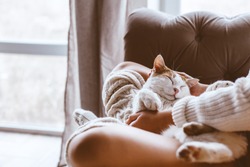 Cute cat sleeping on owners's hands one winter day. Girl relaxing with her pet on a sofa. Cosy scene, hygge concept.