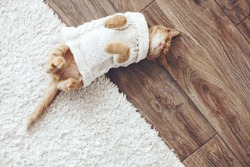 Cute little ginger kitten wearing warm knitted sweater is sleeping on the floor, top view point