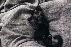 Cute little black kitten lays down on grey blanket
