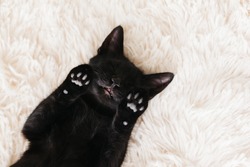 Cute little black kitten sleeps on fur white carpet