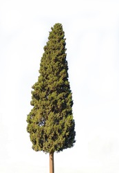Cypress tree isolated on white. the tree is green and tall