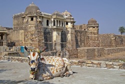 Decorated holy cow lying in front of an ancient ruined palace ((Pratap Palace). Chittaugarh, Rajasthan, India