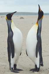 King Penguins (Aptenodytes patagonicus) greet each other with a ritualised display on the beach of Sandy Bay on Bleaker Island in the Falkland Islands.