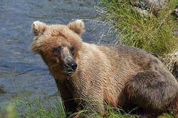 Grizzly Cub AT Brooks Falls Alaska