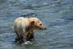 Grizzly Cub in River at Brooks Falls, Alaska