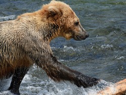 Grizzly Cub Fishing At Brooks Falls Alaska