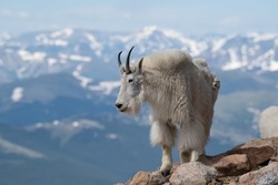 Mountain Goats roaming high in the Rocky Mountains of Colorado USA.These goats can climb the steepest most jagged rock faces in the world.