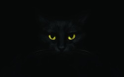 Black cat on black background with bright yellow eyes