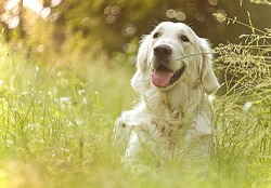 beautiful and cute fun golden retriever / labrador dog in sunset nature