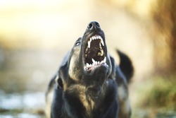 angry dangerous young german shepherd dog puppy barks and defefense background