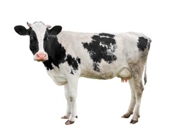 Cow full length isolated on white. Funny cute cow isolated on white. Young cow, standing full-length in front of white background and looking at the camera. Farm animals.