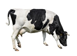 Cow full length isolated on white. Black and white cow, standing full-length in front of white background. Farm animals.