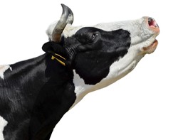 Funny cow isolated on white. Black and white cow portrait close up. Talking crazy cow. Farm animals.