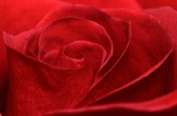Vibrant fresh red rose close up. Rose head macro photo background. 