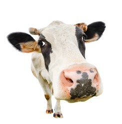 Funny cute cow isolated on white. Talking  black and white cow close up. Funny curious cow.  Farm animals. Pet cow isolated on white close looking at the camera 