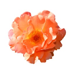 Bright orange rose isolated on white background. Fully open gentle pink rose flower head isolated on white background. Tender pink rose head close up. Top view