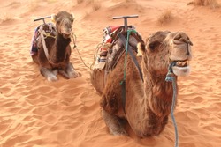 sahara desert camel ship of the desert transport tourists