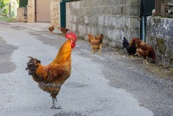 A rooster close to other chickens in a street in the rural area of Castilla y Leon, Spain.