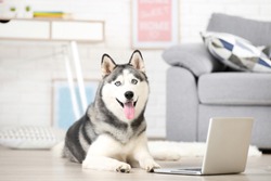 Husky dog lying on the floor at home with laptop computer