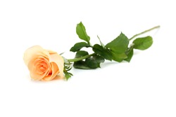 Orange rose isolated on a white