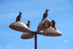 Cormorant birds on a street lamp. Living in Eminonu, Istanbul
Cormorant birds.
Cormorant birds are resting.