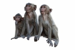 Lovely monkey family  on white background.