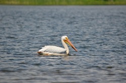 American white pelican along the shore of Lake Ontario in Oshawa, Ontario, Canada.  This species of pelican is rarely sighted in this area.  June2022