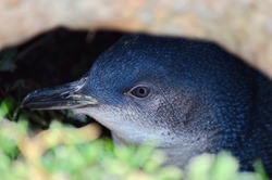 Little Blue Penguin, Katiki Point, Moeraki Peninsula, North Otago, New Zealand..