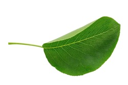 Green leaf isolated. Plum leaf on white background. File contains clipping path.