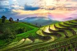 Terraced rice paddy field in Chiangmai, Thailand.