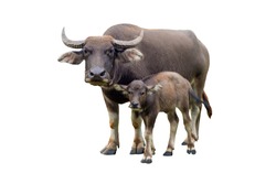 buffaloes and baby buffalo gazing (Bubalus bubalis) or Thai domestic water buffalo isolate on white background.