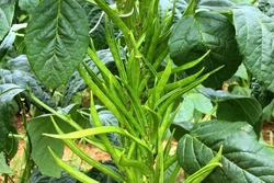  fresh indian vegetable green cluster beans or guar beans on plant in garden selective focus