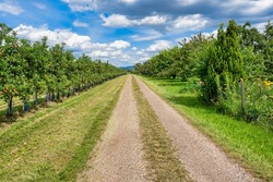 Straight path through apple orchard plantation in summer. Blue sky, green grass, vivid natural scenery and lots of apples.
