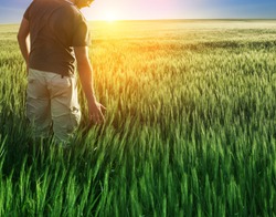 man in wheat field and sunlight