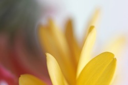 Soft focus blur yellow flower petal with water. Nature light delicate horizontal background.