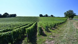 A view of a vineyard of the Loire Valley near the town of Sancerre, in a summer afternoon. Rows of vine are perfectly aligned on the slope of a hill.