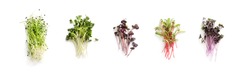 Assortment of micro greens. Growing kale, alfalfa, sunflower, arugula, mustard sprouts, panorama, Healthy lifestyle concept