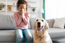 Pet Allergy Concept. Ill black girl sneezing and holding paper napkin, suffering from runny nose and nasal congestion, sitting on couch at home indoors in blurred background, selective focus on dog